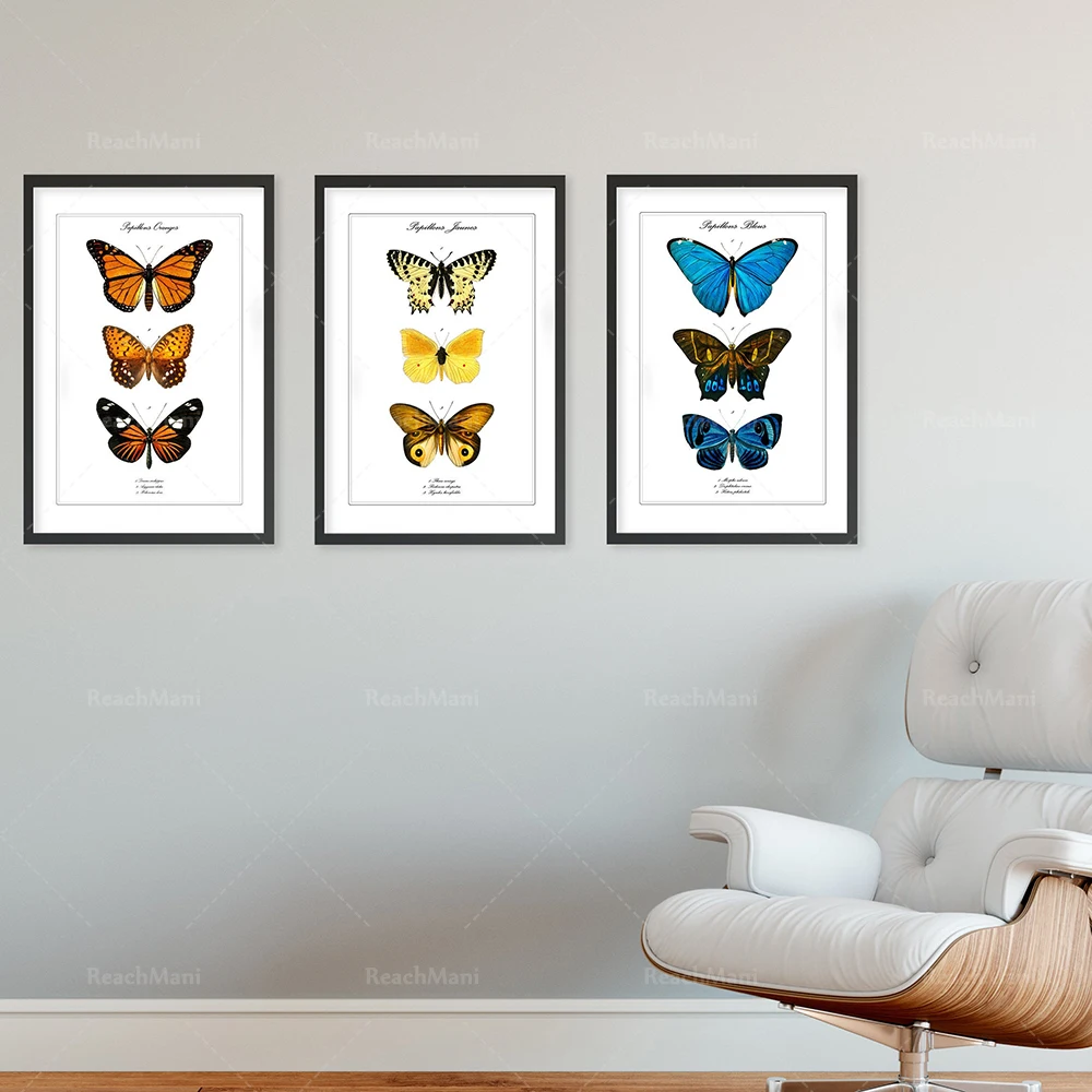 ensemble vintage d’illustrations de papillon, ensemble de 3 impressions colorées d’insecte, art normal du monde