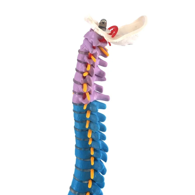 45CM Color Vertical Spine  Human Anatomical Anatomy model Medical spinal column  skeleton model teaching supplies