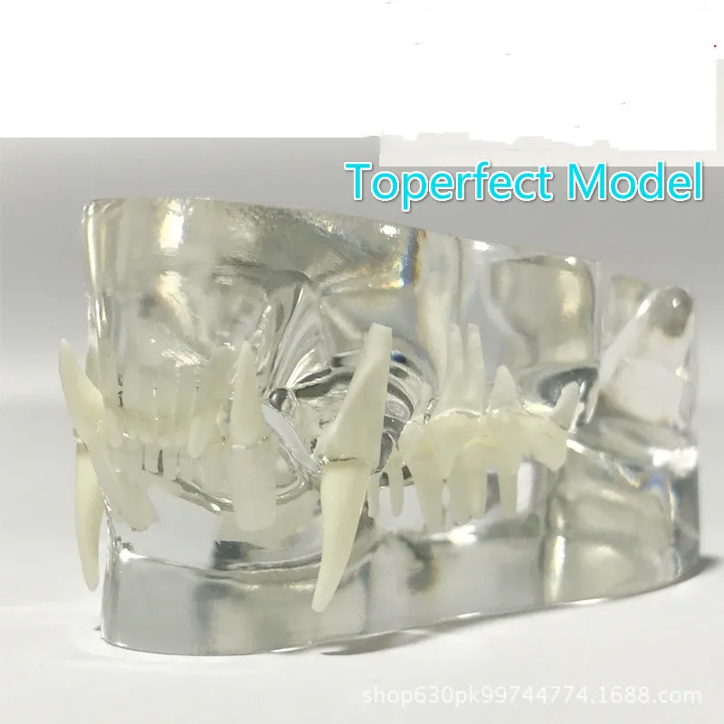 Anatomical Felidae Pathology Jaw Model Medical Cat Mouth and Teeth Anatomy Clear Feline esqueleto anatomia