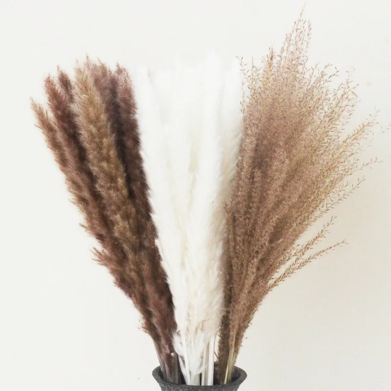 

Reed Natural Dried Small Pampas Grass Phragmites Artificial Plants Wedding Flower Bunch Party Decoration