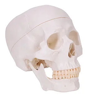 Adult skull with cervical vertebrae model skull model skull model medical teaching