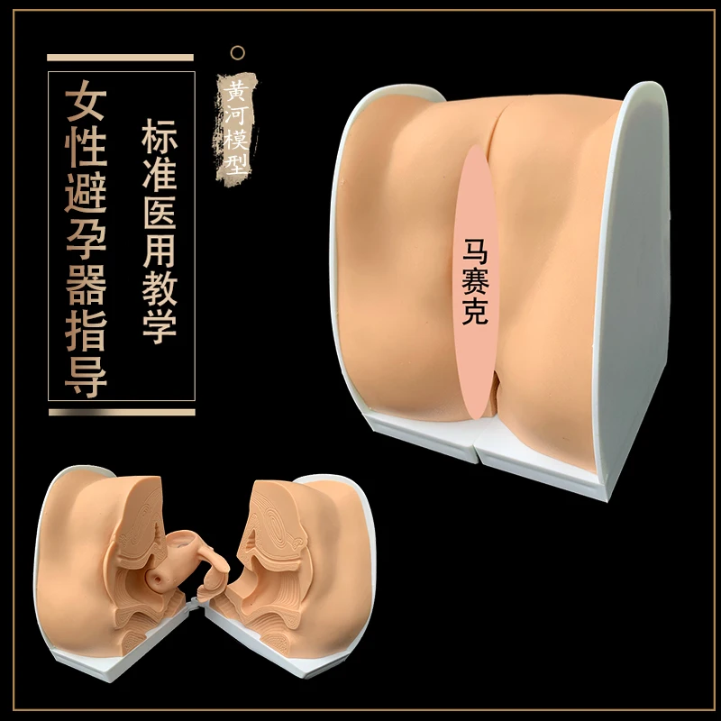 Female contraceptive device installation instruction model uterine ovarian reproductive organ anatomical model