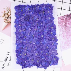250pcs Pressed Dried Natural Purple Consolida Ajacis Flowers Plants Herbarium For Jewelry Phone Case Bookmark Postcard DIY