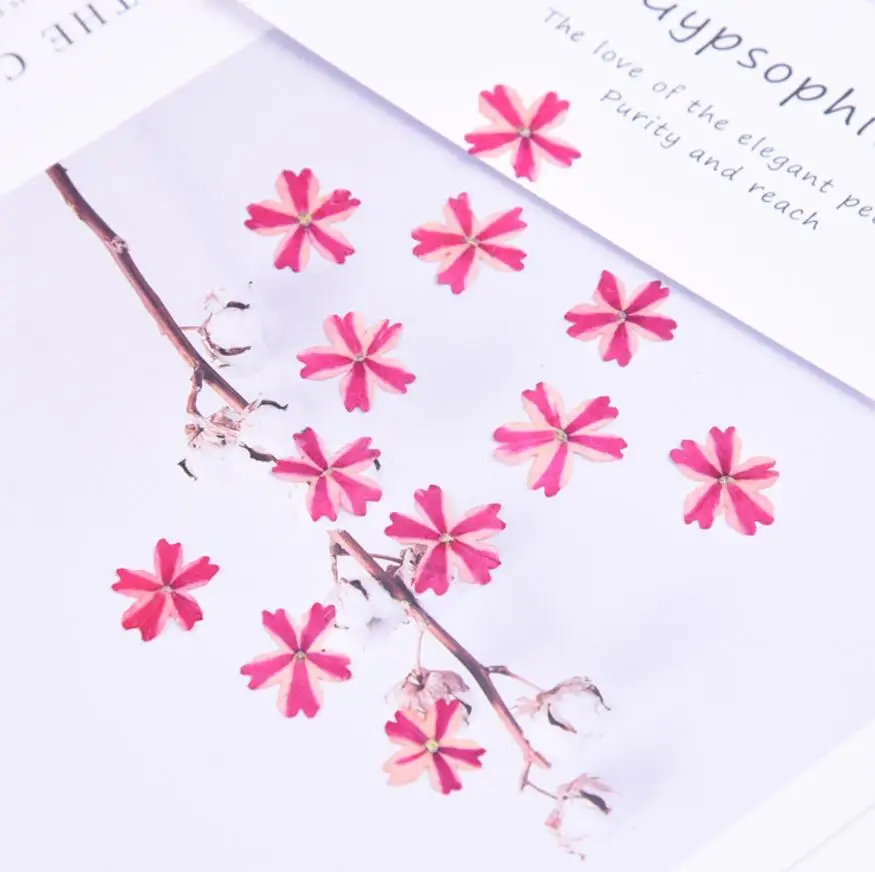 Pressed Dried Verbena hybrida Voss Flower Plants  For Epoxy Resin Jewelry Making Bookmark Phone case Face Makeup Nail Art DIY