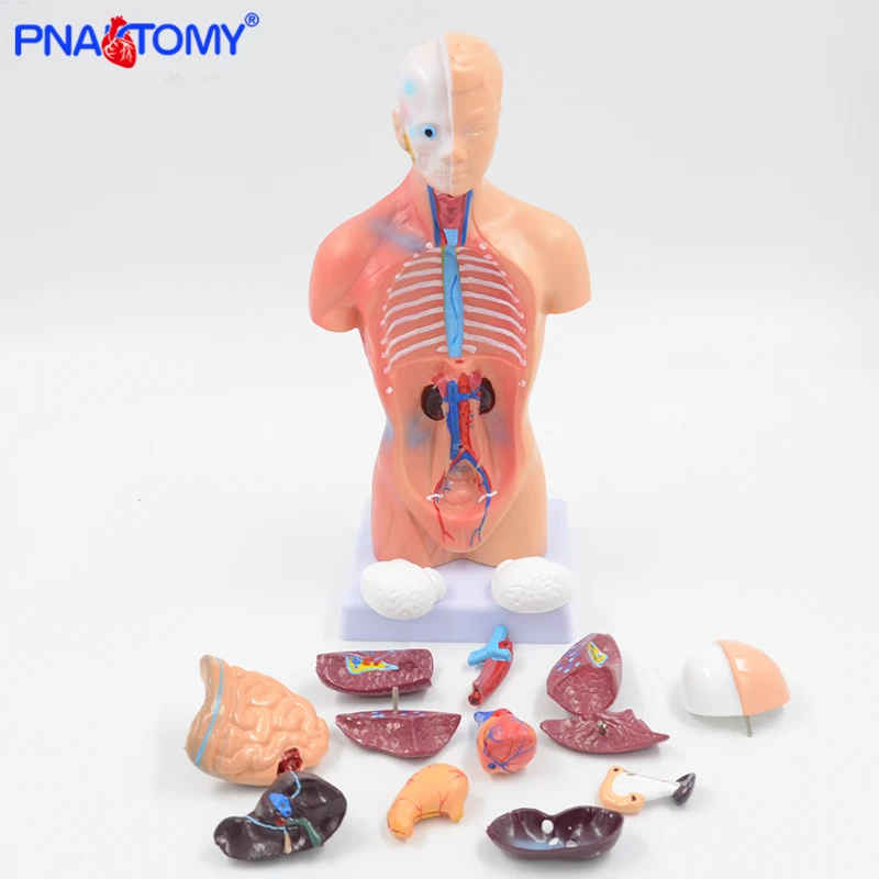 28cm Human Torso Model Internal Organs Brain Heart Stomach Liver Lungs Urinary System Anatomy Tool Educational Equipment Child