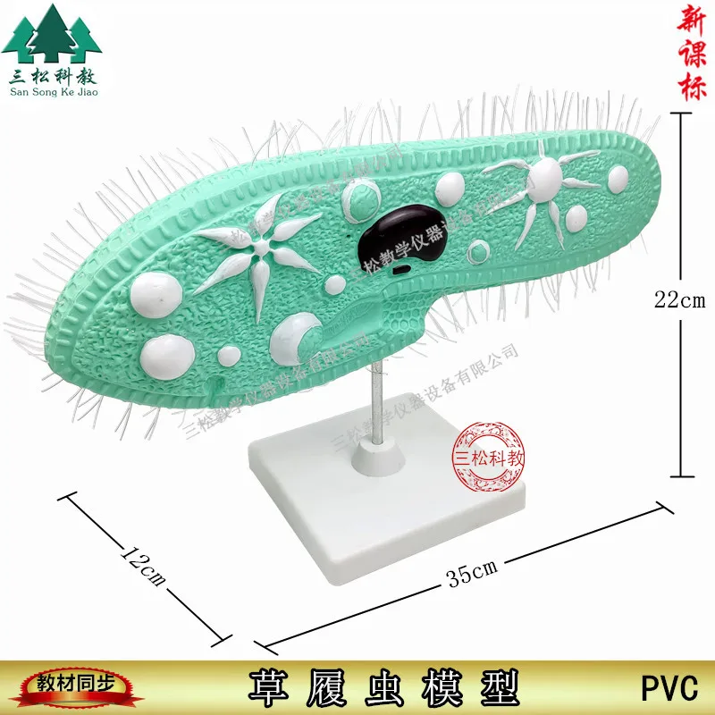 PVC Paramecium Model with Cilia Teaching Resources  Classroom Supplies