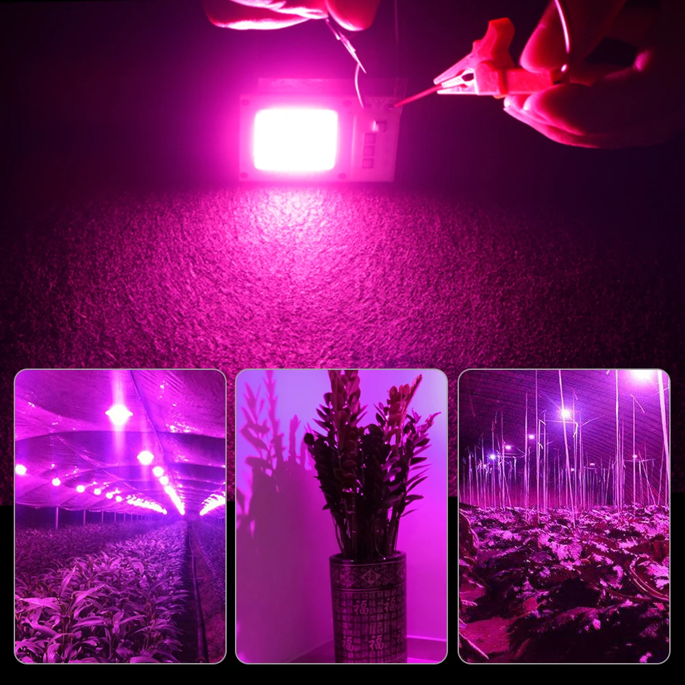 COB LED Chip Lamp For Plants Grow Light Full Spectrum 10W 20W 30W Indoor Seedling Grow Tent Box Flower Fitolamp Plant Phyto Lamp