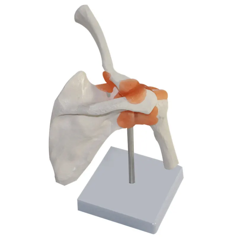 1:1 Life Size Human Anatomy Shoulder Joint  Bone Model with Ligament