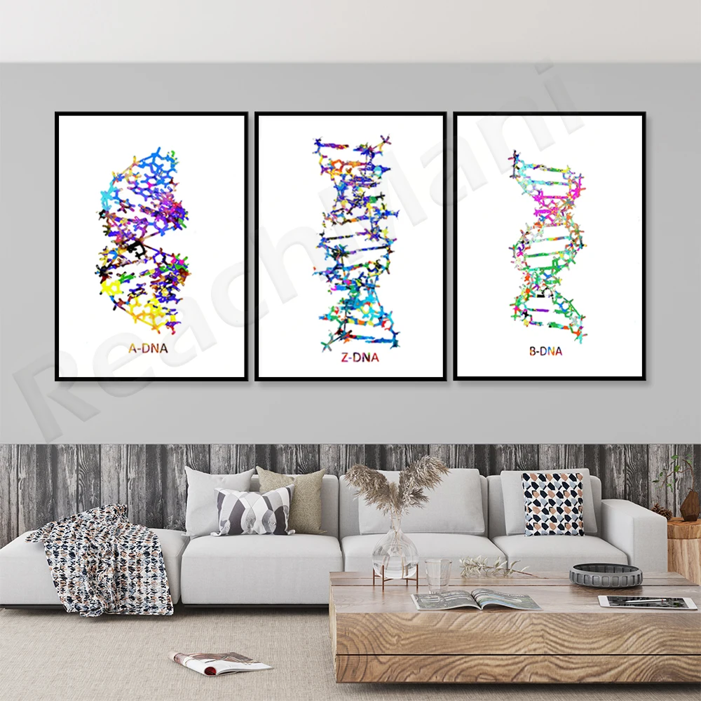 

ADN Print DNA A B Z dna Art Prints Doctors Gifts Science Art Clinics Genetic Microbiology Nurses Gifts Molecular Art Posters