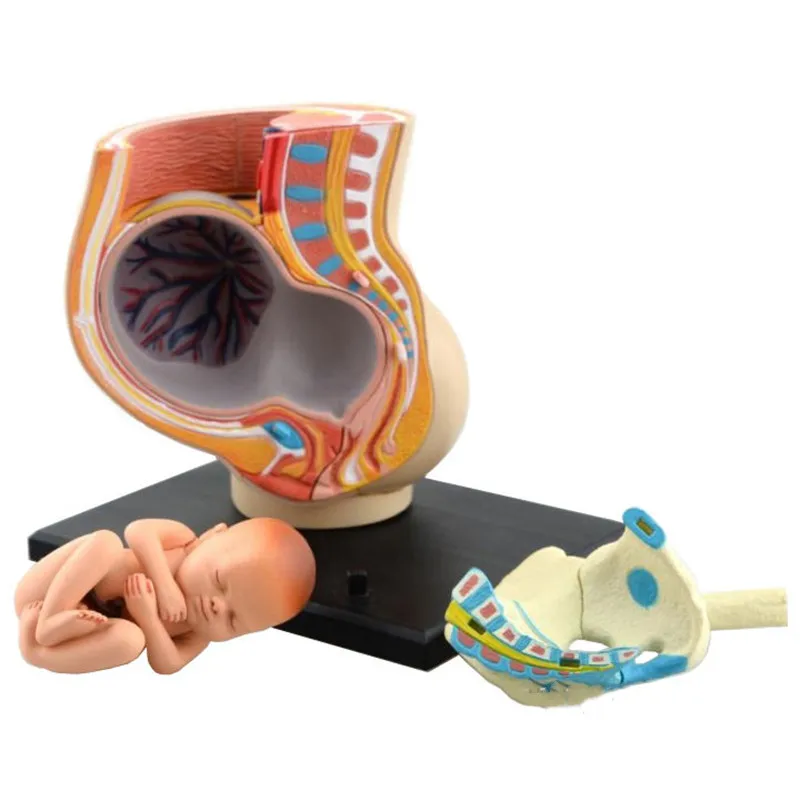 Human Women Pregnant Pelvis Section Model Sets With Baby Fetus Assembled Maternal Fetal Tissue From the Uterus Model Science Toy