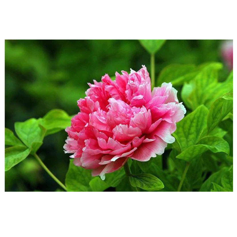 

Diamond Painting Full Drill 5D DIY Embroidery Cross Stitch Diamond Mosaic Blooming Flowers Peony Home Decoration Gift L13