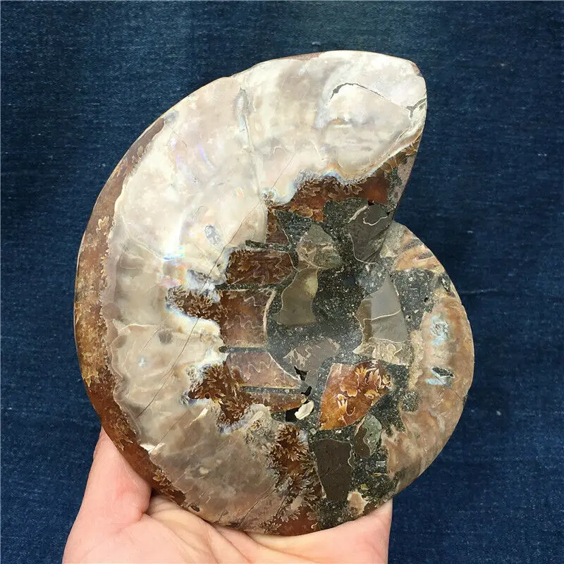 1pc Natural ammonite conch Crystals stone mineral specimen healing Collection home decoration history