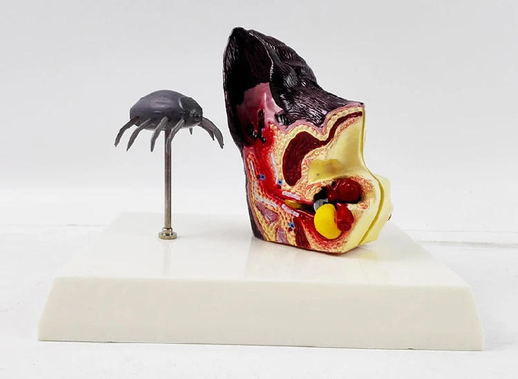 

Canine Dog Ear Anatomy Model with Flea Veterinary Science Medical Teaching Aids