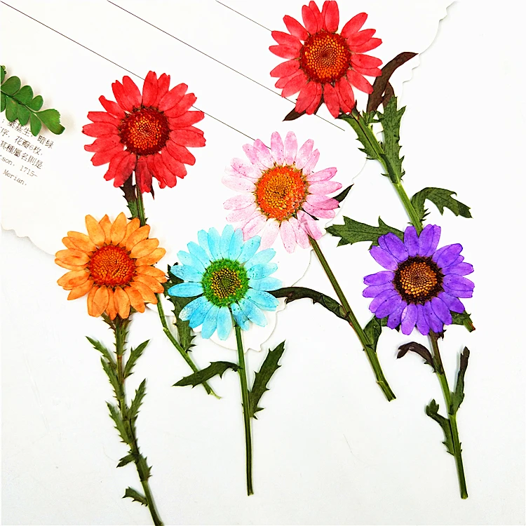 

20pcs/5-9cm,Natural Pressed Chrysanthemum with stem,Real Daisy flowers for DIY Wedding invitations Photo Bookmark Gift Cards