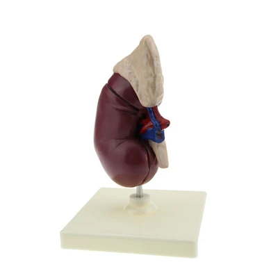 Kidney anatomical model medical teaching demonstration designed to decompose human organ parts