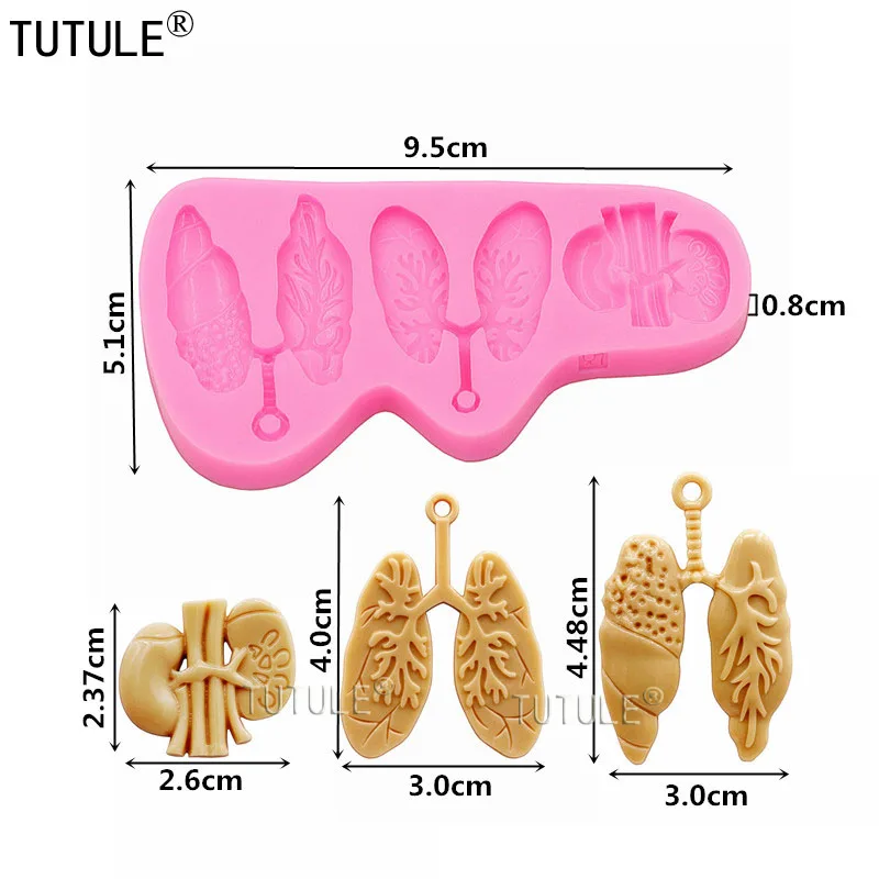 Рисунок 2 - Формы для легких