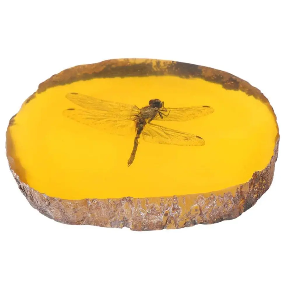 Home Crafts Decor Collection Chinese Beautiful Amber Dragonfly Fossil Insects Manual Polishing Exquisite Gift