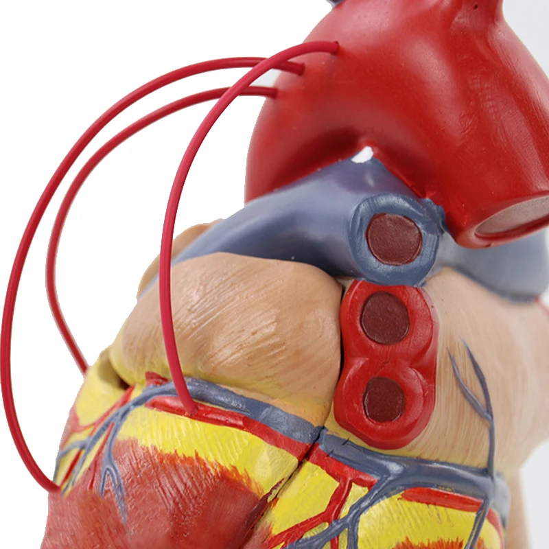 1:1 Human Heart Bypass Anatomy Model Medical Science Teaching Resources Drop Shipping