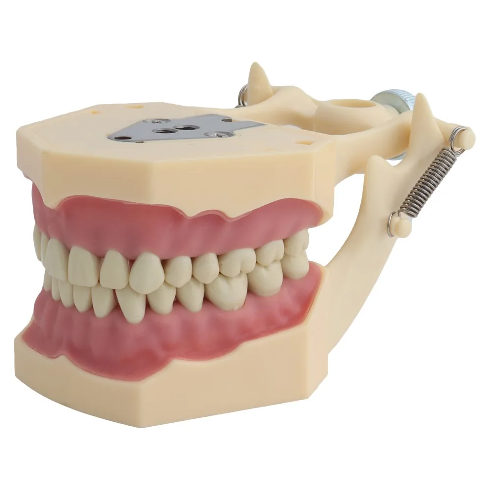 Modelo Dental de dientes compatible con Frasaco, modelo de enseñanza Dental, modelo estándar con demostración de dientes atornillados de 32 piezas