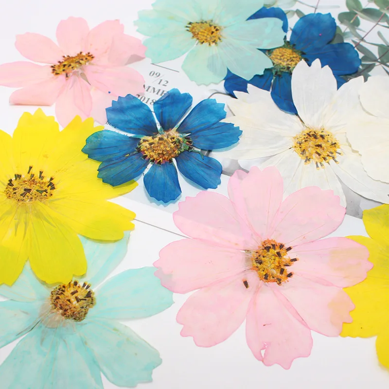 60pcs 4-10cm Pressed Dried Cosmos Flower Plant Herbarium For Jewelry Postcard Invitation Card Phone Case Bookmark Making DIY