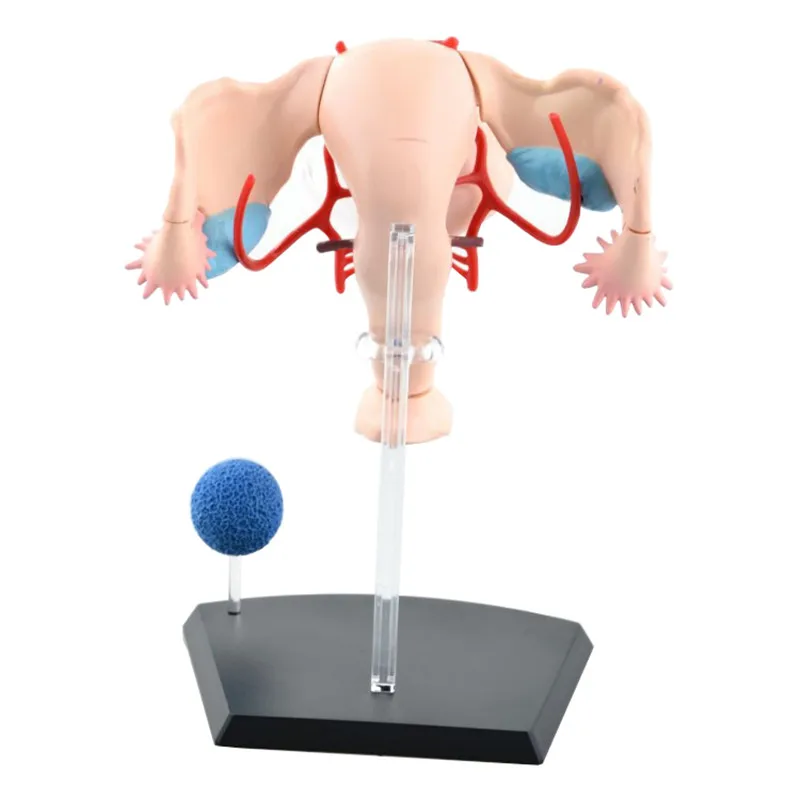 Sexual Female Organ Models Female Reproductive System 4d Human Body Organ Anatomical Model Female Uterus Medical Teaching Model