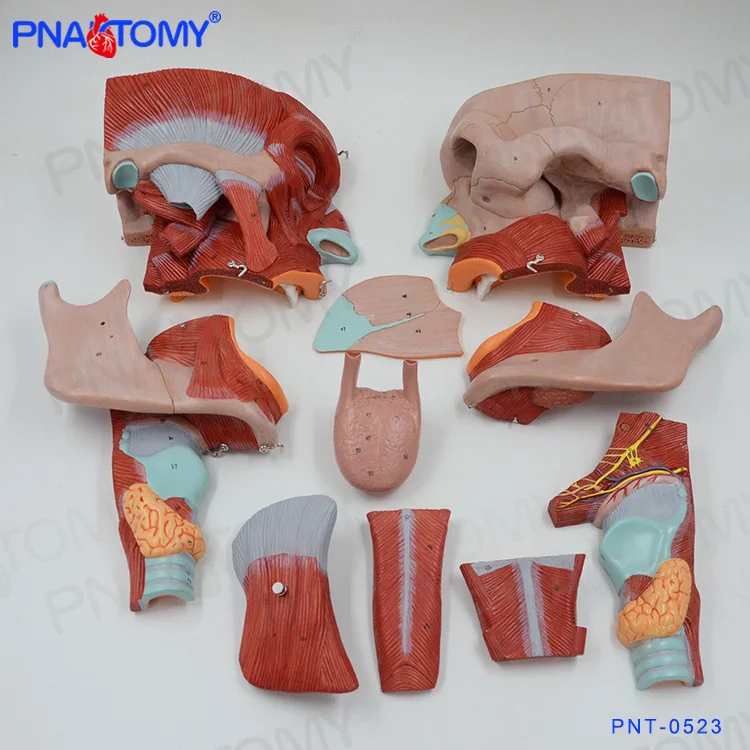 

Human Head Muscle Model 10 Parts Skull Neck and Throat Anatomical Model Tongue Anatomy 2 Times Enlarged Oral Cavity