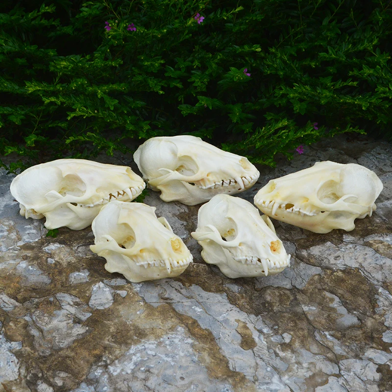 1: 1 Raccoon skull specimen, ornament/decoration