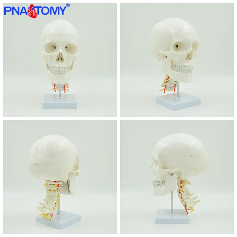 Manusia Anatomi Tengkorak Model Ukuran Hidup Kerangka Kepala Alat Peraga Medis Alat Anatomi Perlengkapan Mengajar Arteri dan Serviks Vertebra