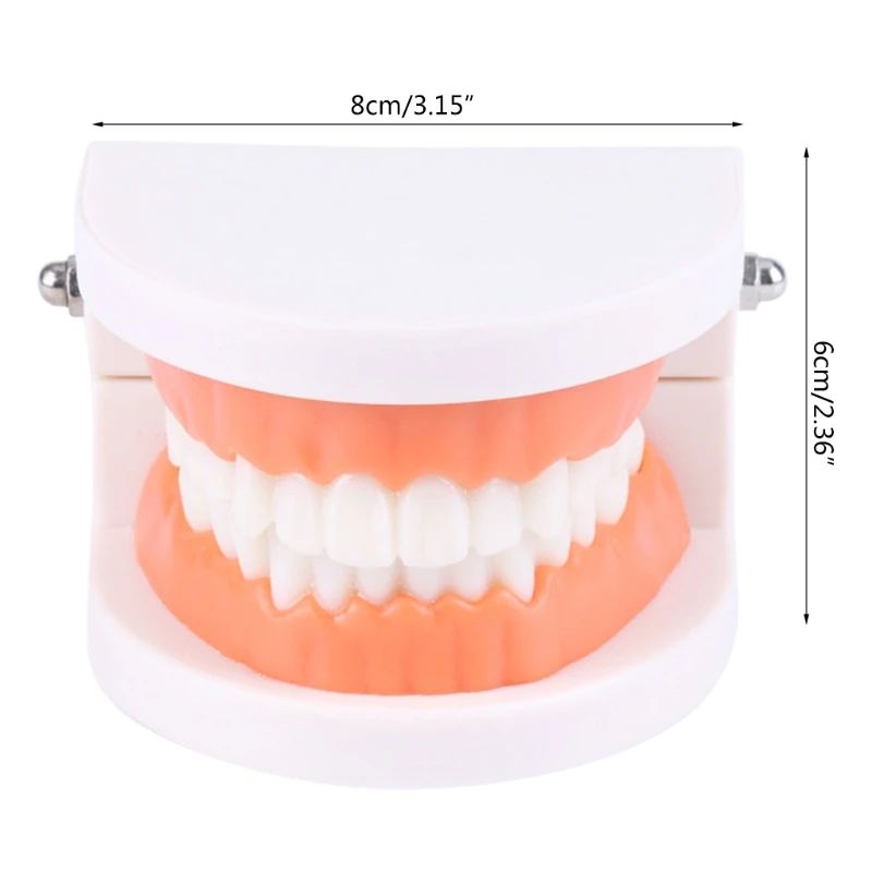 Standard Teeth Model Adult Standard Typodont Demonstration Denture Model Compatible w/ Kids Dental Teachig Clean Display