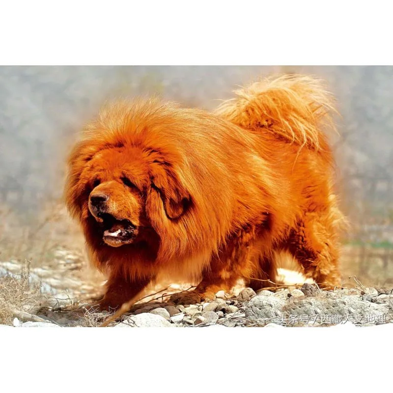 New Tibetan Mastiff Dog Poster Custom Satin Poster Print Cloth Fabric Wall Poster Print Silk Fabric Print Poster No frame