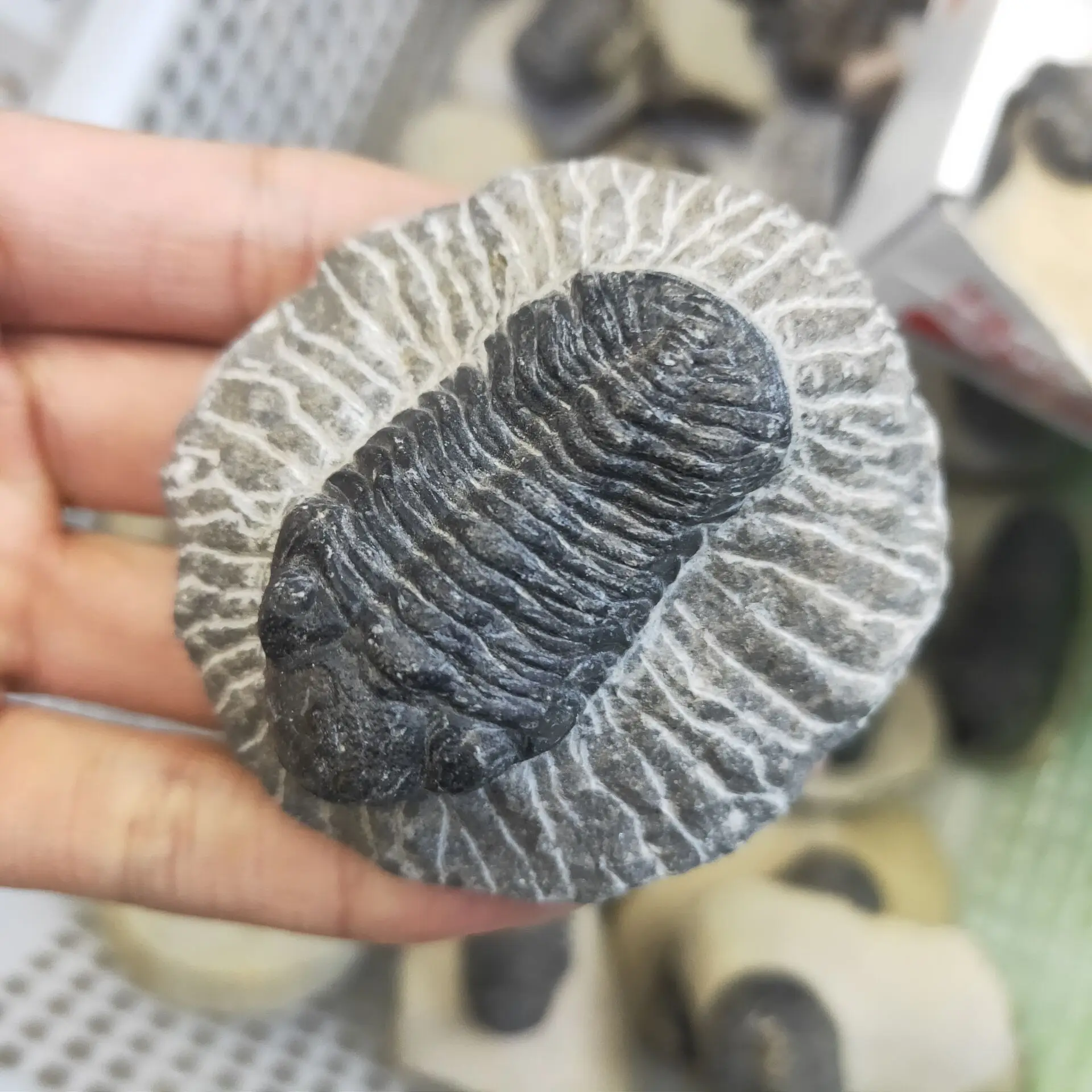 1pc Natural Trilobite Specimen Original Stone Quartz Crystal Mineral Home Decor Teaching Healing Chakra History