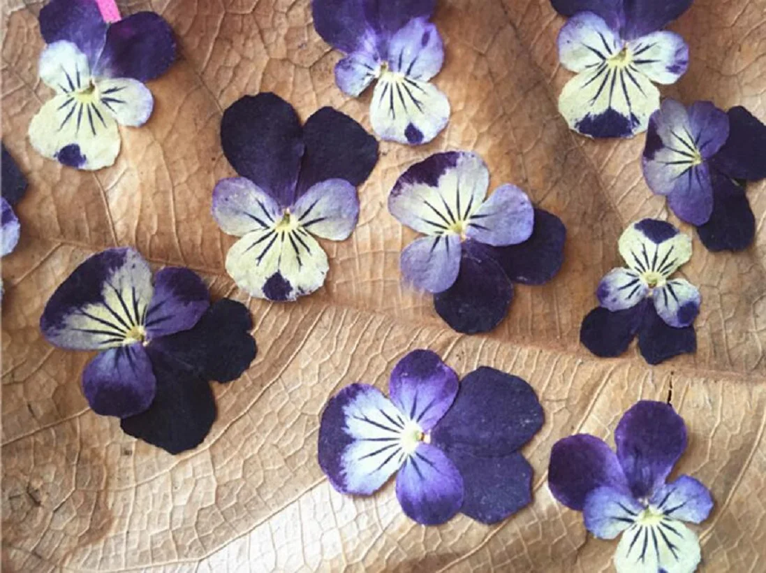 

60pcs Pressed Dried Dyed Viola tricolor L. Pansy Flower Plant Herbarium For Jewelry Postcard Invitation Card Phone Case DIY