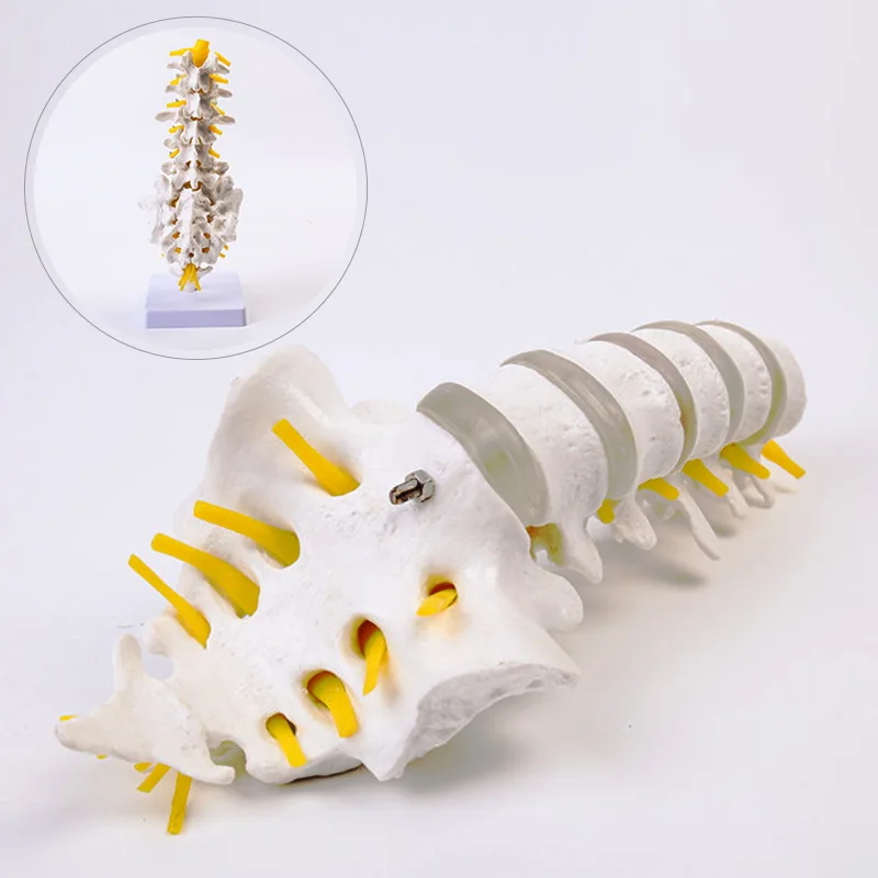 

Spinal Lumbar Vertebrae Skeletal Model Intervertebral Disc Skeletal Structure Medical Teaching Human Skeleton Toy