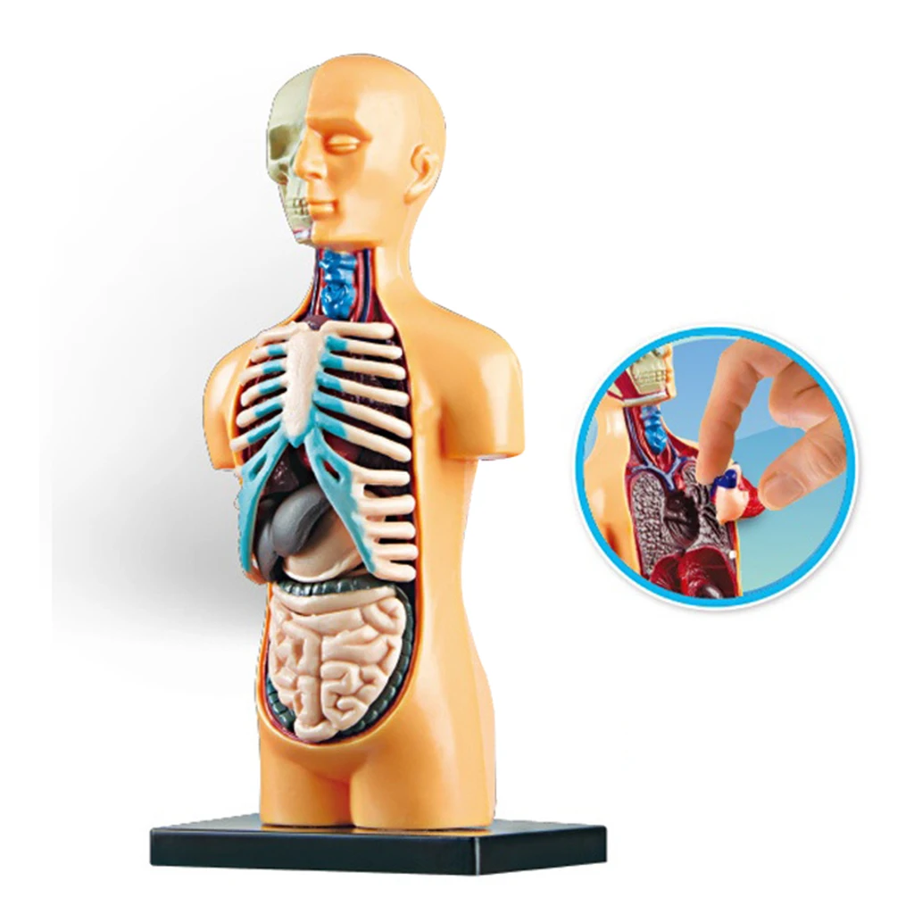 Human Torso Body Model Anatomy Anatomical Medical Classroom Tools with Removable Internal Organs