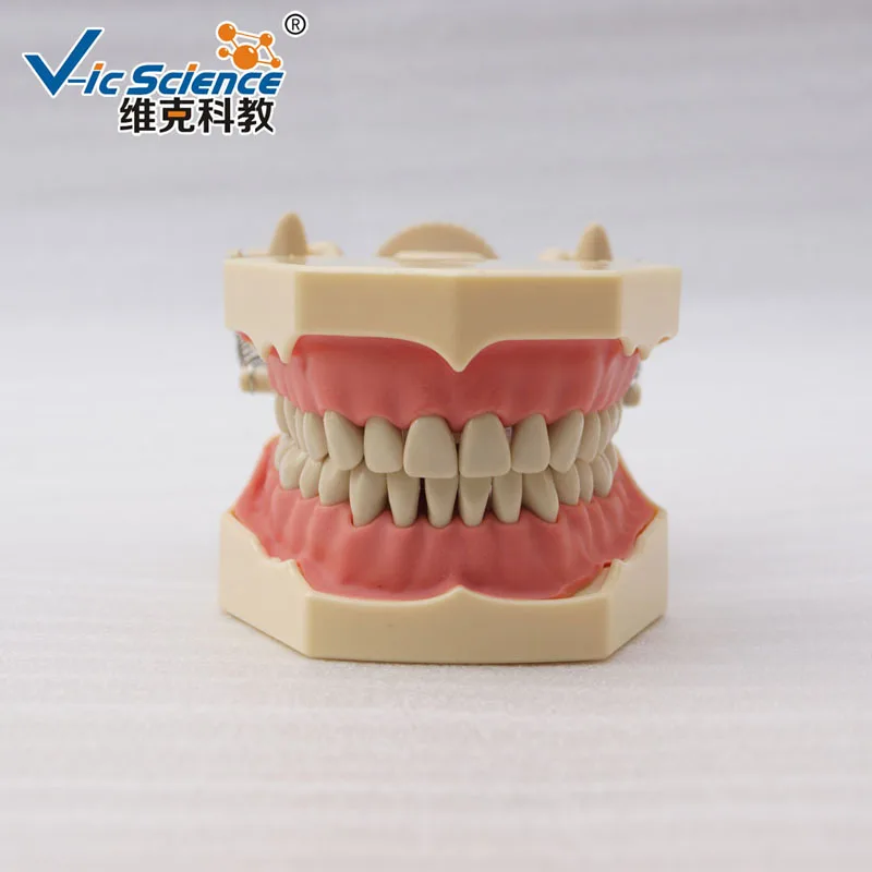 

New High imitation Dental Model with DP Plastic Articulator