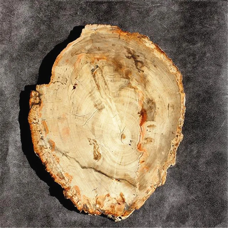 70-1.3kg Natural Madagascar petrified wood crystal polish for furnishing pieces for healing home decor