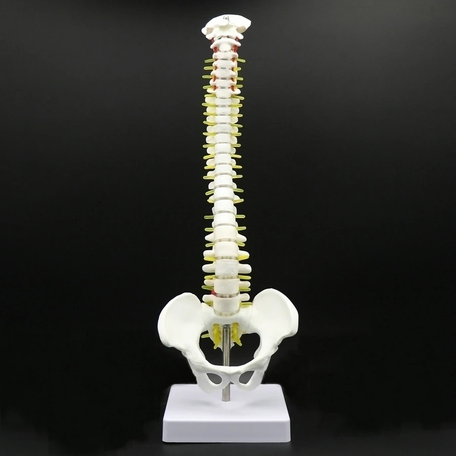 Columna vertebral humana de 45 cm con modelo pélvico Modelo médico anatómico de columna vertebral con soporte