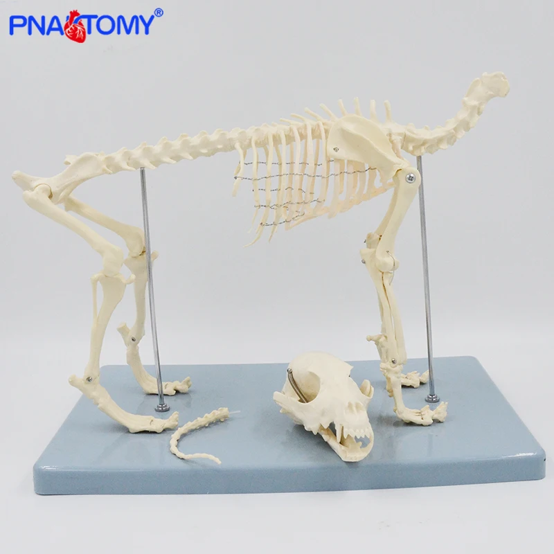 Dog Skeleton Model Canine Skeleton Anatomy Skull Spine Pelvis Lumbar Knee Anatomical Animal Model Educational Equipment Teaching