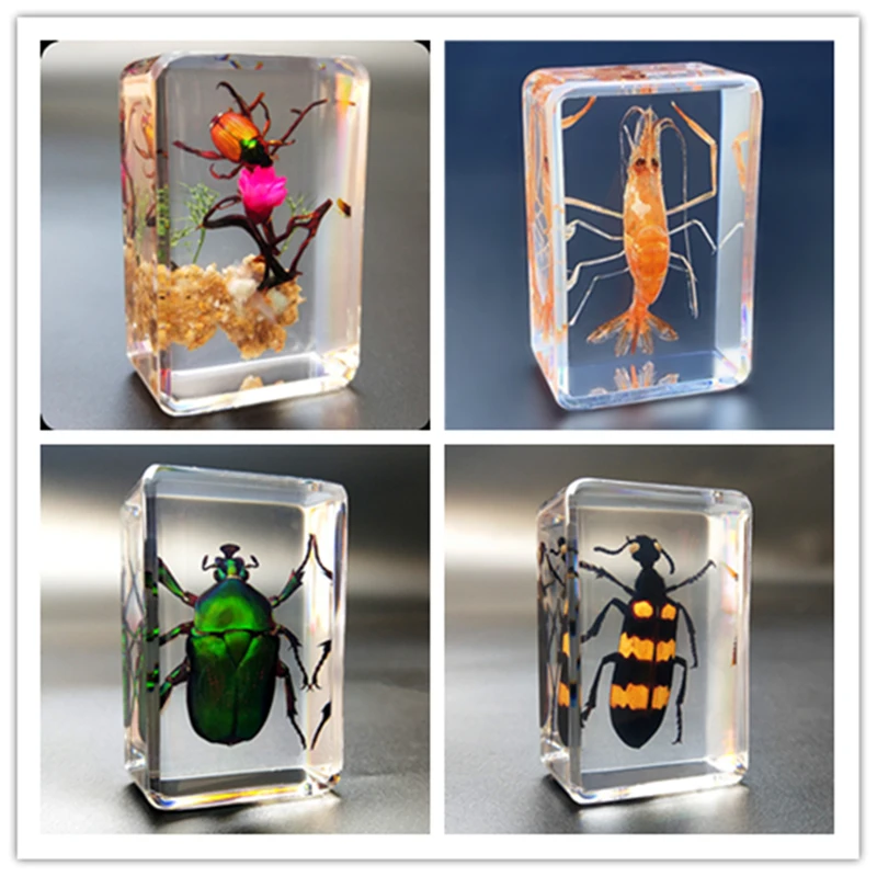 New Creative Beetle Specimen Transparent Block with Real Insect Scarab Bee Spade Spider Embedded Inside Teaching Tool Gift Decro