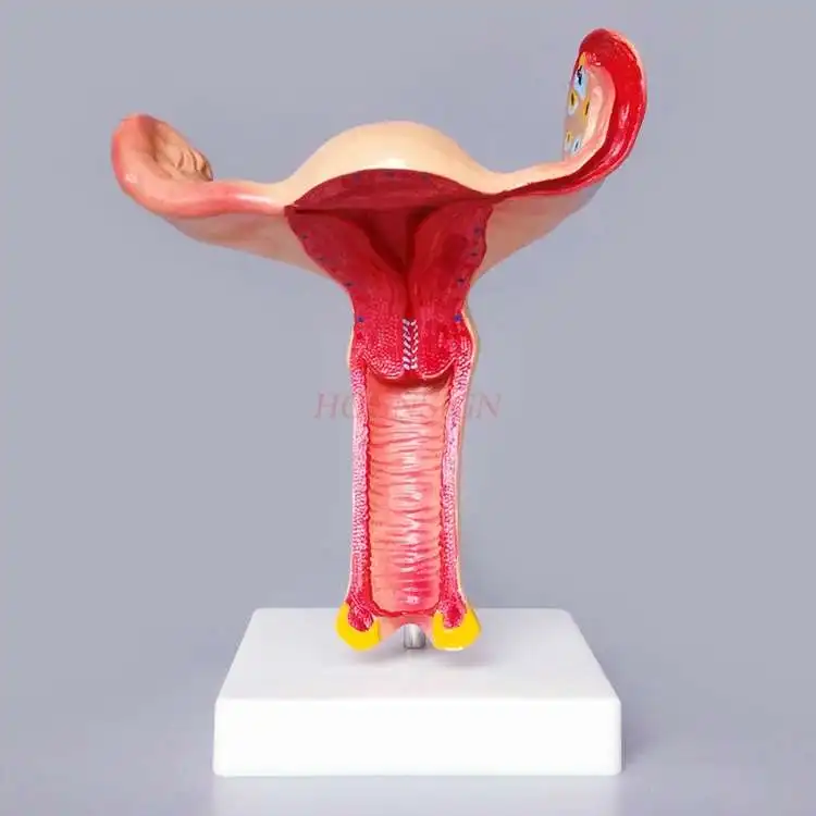 Uterine model female uterine ovary anatomy magnification gynecology and obstetrics teaching mold medical teaching aids