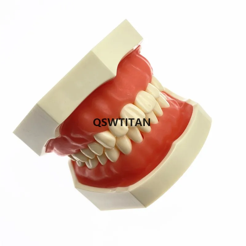 Dental phantom kopf modell Silikon Maske mit 28 Stück Schraube Fixiert Zähne Oral Simulation Praxis System