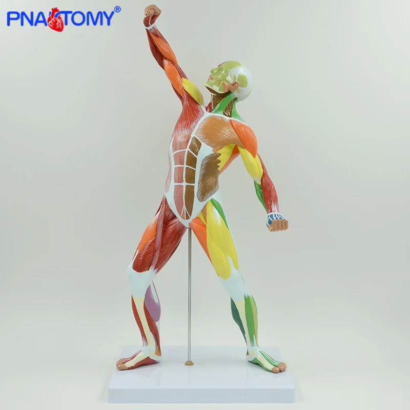 Colored Muscular Figure Model 50cm Height Human Muscle Anatomy Medical Teaching Tool Anatomical Model Educational Equipment