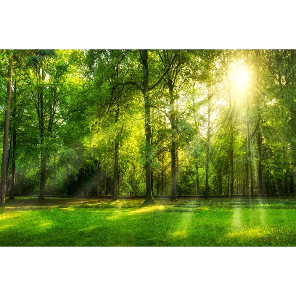 Yeele الربيع الغابات المراعي الزهور الطبيعية مشهد التصوير خلفية التصوير الديكور الخلفيات للصور استوديو