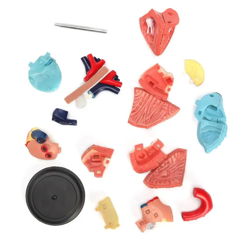 4D Human Heart Educational Toys Assembled Model Medical School Educational Model Teaching Tools