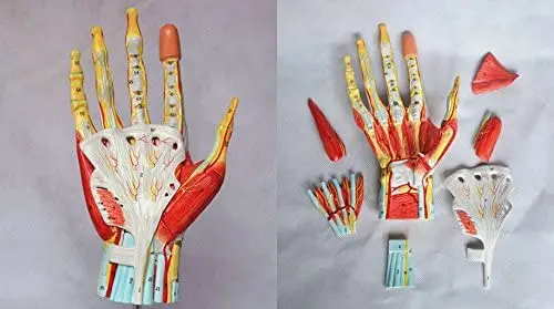 7 Parts Life Size Medical Anatomical Hand Skeleton Model with Ligaments, Muscles, Nerves and Arteries