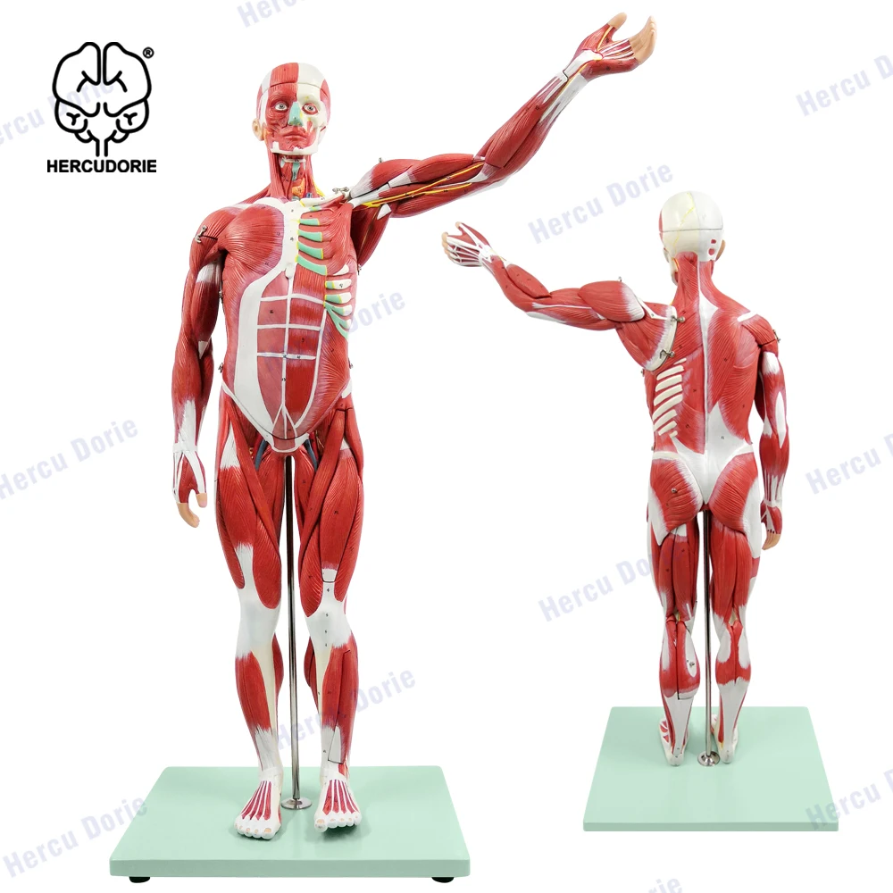 Scientific Human Muscle and Organ Model, 27-Part Half Life-Size Muscular Figure With Removable Organs and Muscle Anatomy, Includ