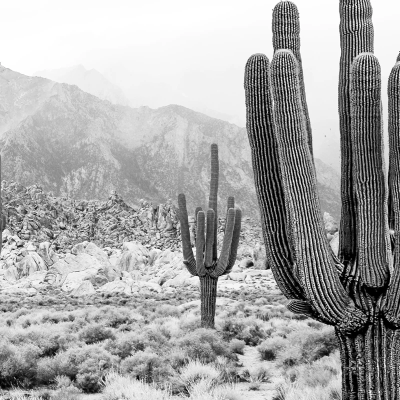 Desert Landscape Black and White Print Modern Photography Poster Saguaro Cactus Art Canvas Painting Picture Home Wall Art Decor