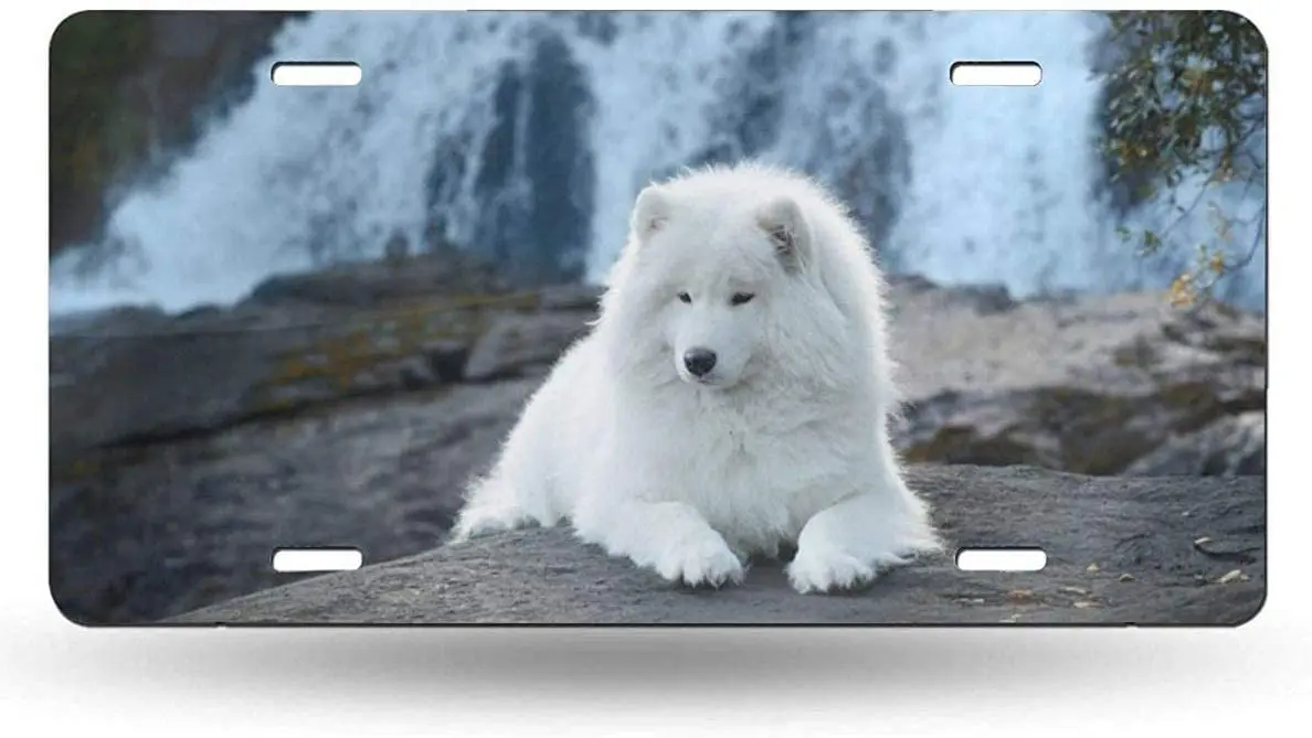 

yunsu White Samoyed Dog License Plate,car Decor Personalise Tag,Novelty Car Front License Plate Metal Aluminum Car Plate