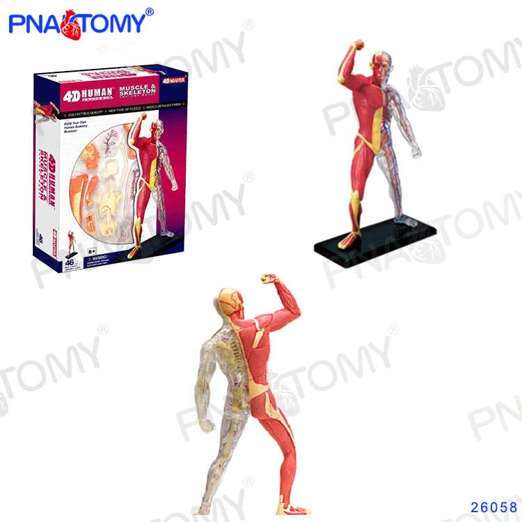 Mini Human Detachable Muscular Figure MODEL 46 Parts 4D MASTER HUMAN ANATOMICAL MODELS DIY TOYS BODY ANATOMY Human Muscles 26058