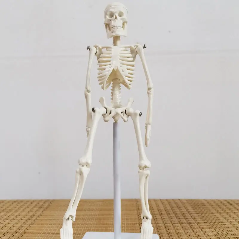 Mini Human Skeleton Model Anatomy Skeleton Skeleton Model Medical Learning Halloween Party Decoration Skeleton Art Sketch